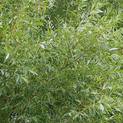 Ива ВИТЕЛЛИНА белая  в Чите