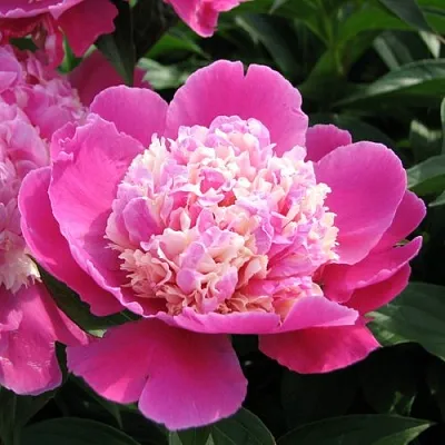 Пион КОРА СТАББС травянистый  Пион КОРА СТАББС травянистый в Чите