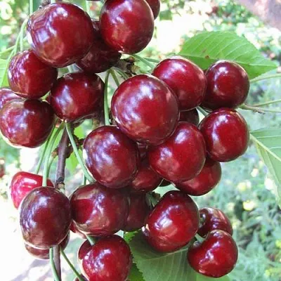 Черешня ОДРИНКА  Черешня ОДРИНКА в Чите