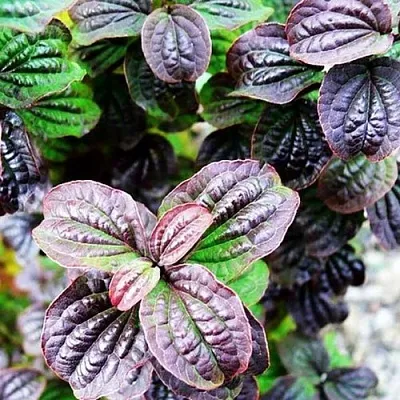 дерен КОМПРЕССА кроваво-красный в Чите