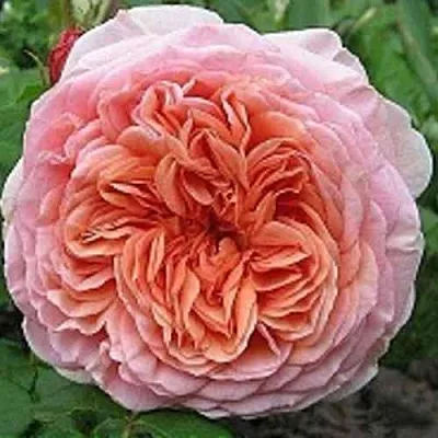 Саженцы роз АБРАХАМ ДЕРБИ английская в Чите