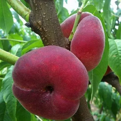 Персик АЛЕКС ИНЖИРНЫЙ  Персик АЛЕКС ИНЖИРНЫЙ в Чите