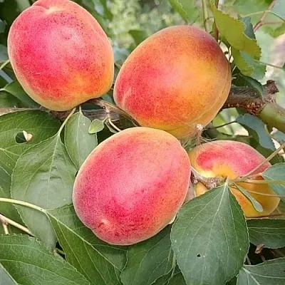 Абрикос ОСОБЕННЫЙ ДЕНИСЮКА  Абрикос ОСОБЕННЫЙ ДЕНИСЮКА в Чите