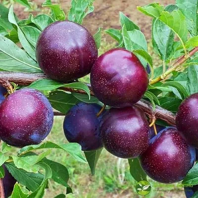 Шарафуга ВЕЛЬВЕТ САНРАЙЗ  Шарафуга ВЕЛЬВЕТ САНРАЙЗ в Чите