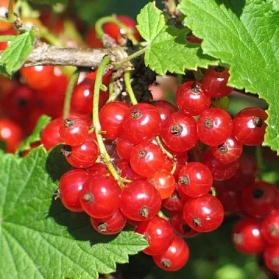 Смородина красная РАЧКОВСКАЯ в Чите