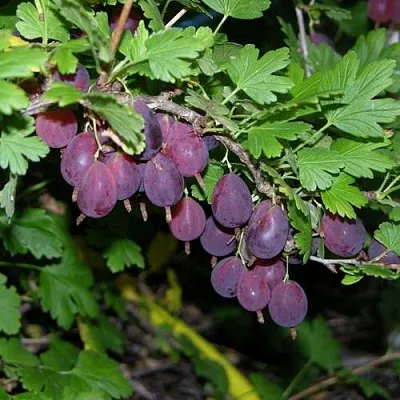 Крыжовник ГРУШЕНЬКА  Крыжовник ГРУШЕНЬКА в Чите