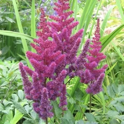 Астильба КАРАОКЕ ПАРТИ китайская  Астильба КАРАОКЕ ПАРТИ китайская в Чите