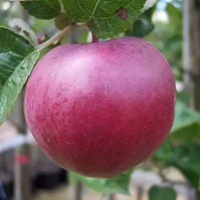 Яблоня НОРИС  Яблоня НОРИС в Чите