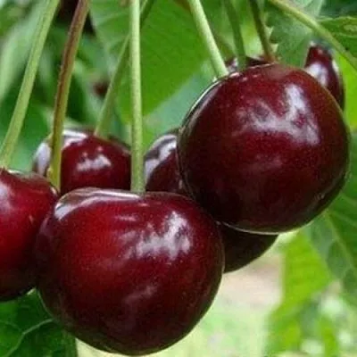 Вишня МИЛАВИЦА  Вишня МИЛАВИЦА в Чите