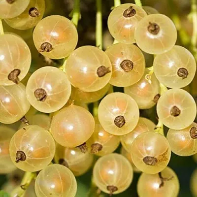 Смородина белая СМОЛЬЯНИНОВСКАЯ в Чите