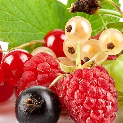 Плодовые кустарники  Плодовые кустарники в Чите