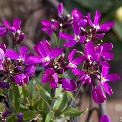 Арабис РОУЗ делайт  Арабис РОУЗ делайт в Чите