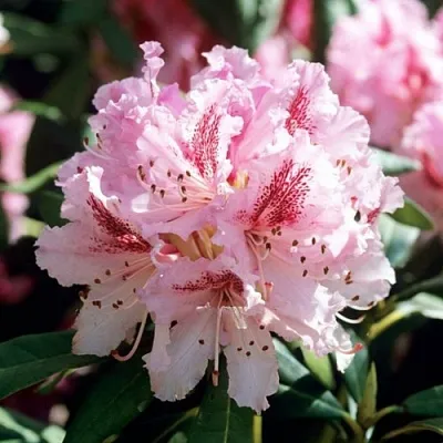 Рододендрон ЧИР в Чите