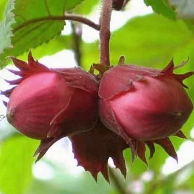 Фундук АЙВЕНГО в Чите