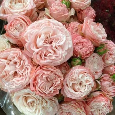 Саженцы роз МАДАМ БОМБАСТИК спрей  Саженцы роз МАДАМ БОМБАСТИК спрей в Чите