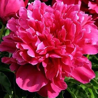 Пион ВИКТУАР ДЕ ЛА МАРН травянистый  Пион ВИКТУАР ДЕ ЛА МАРН травянистый в Чите