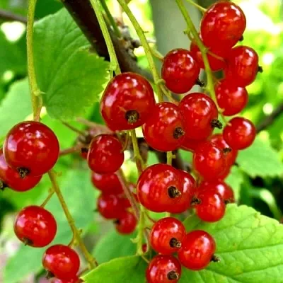 Смородина красная КОРАЛЛОВАЯ в Чите