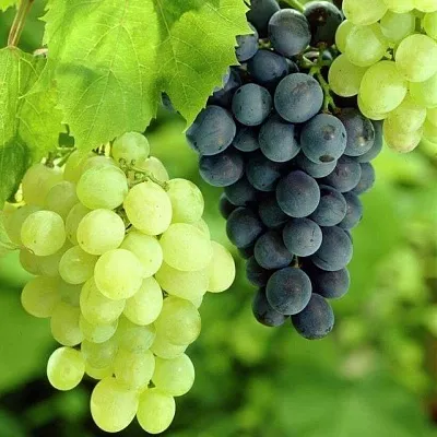 Столовый в Чите