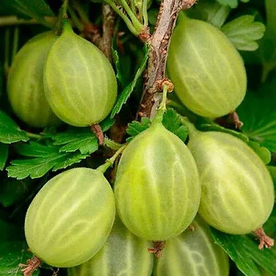 Крыжовник УРАЛЬСКИЙ ИЗУМРУД  Крыжовник УРАЛЬСКИЙ ИЗУМРУД в Чите