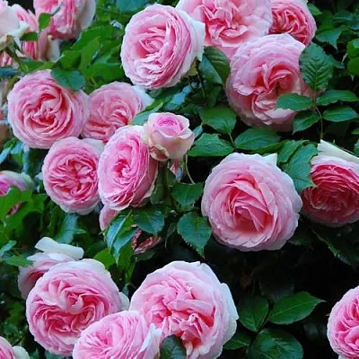 Саженцы роз ПЬЕР ДЕ РОНСАР плетистая  Саженцы роз ПЬЕР ДЕ РОНСАР плетистая в Чите