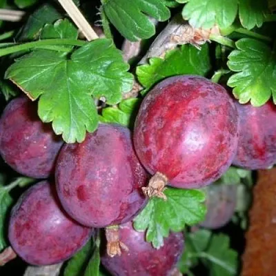 Крыжовник КОЛОБОК  Крыжовник КОЛОБОК в Чите