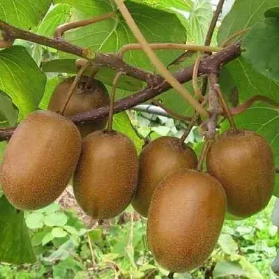 Актинидия ХЕЙВАРД деликатесная   Актинидия ХЕЙВАРД деликатесная  в Чите