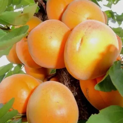 Абрикос ДЕСЕРТНЫЙ — описание сорта Абрикос ДЕСЕРТНЫЙ в Чите