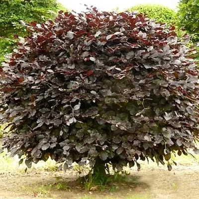 Бук лесной АТРОПУНИЦЕА в Чите