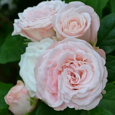 Саженцы роз БОМБАСТИК спрей в Чите