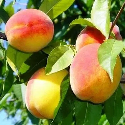 Персик ПАМЯТЬ ЛОЙКО  Персик ПАМЯТЬ ЛОЙКО в Чите