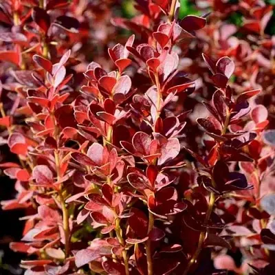 Барбарис ВУЛКАНО тунберга  Барбарис ВУЛКАНО тунберга в Чите