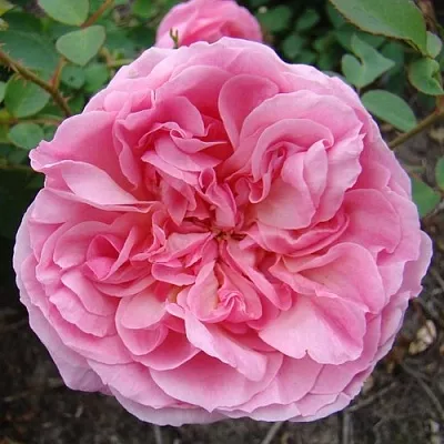 Саженцы роз ХАЙДИ ХОЛЛ английская  Саженцы роз ХАЙДИ ХОЛЛ английская в Чите