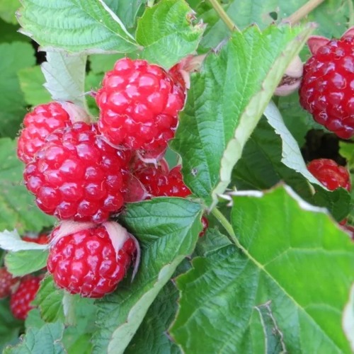 Ежемалина РЕД ДАЙМОНД в Чите