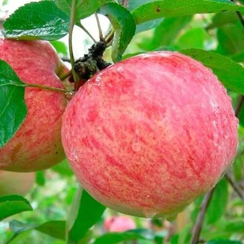 Яблоня КОРИЧНОЕ ПОЛОСАТОЕ в Чите