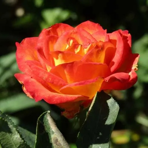 Роза ЛИНА чайно-гибридная  в Чите