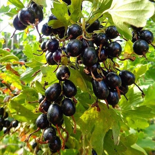 Смородина золотистая ОВАЛЬНАЯ в Чите