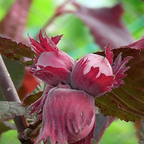 Фундук КАРДИНАЛ в Чите