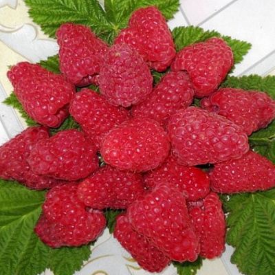 Сладкая в Чите