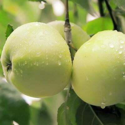 Саженцы яблони оптом в Чите