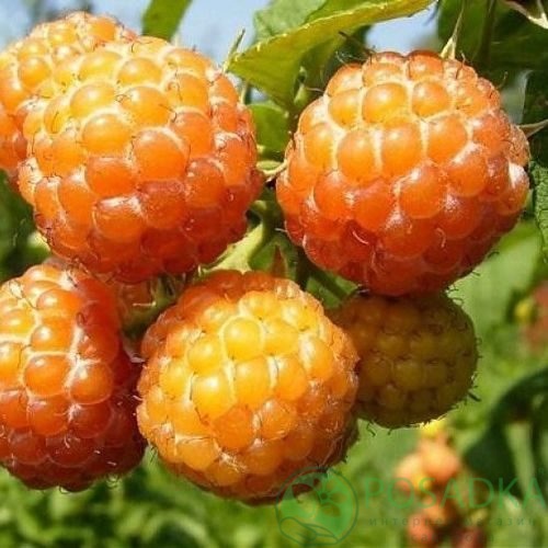 Малина КУМБЕРЛЕНД желтая в Чите