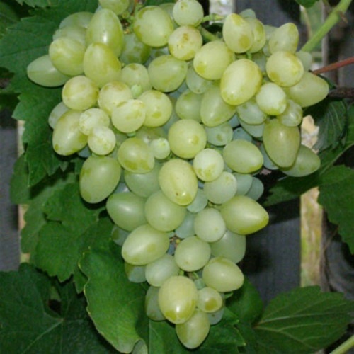 виноград кишмиш Афродита