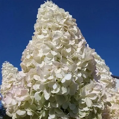 Белая в Чите