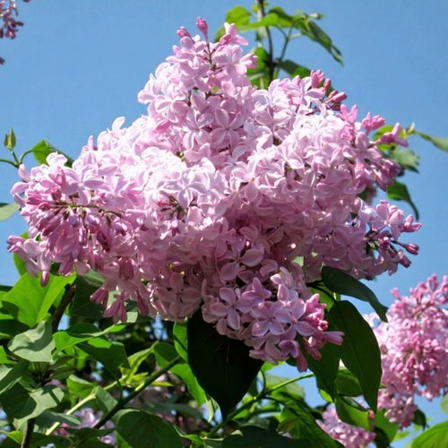 Сирень БУФФОН в Чите
