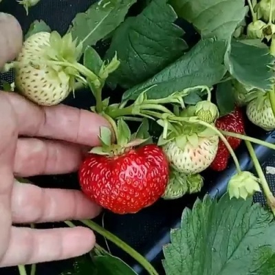 Клубника КИМБЕРЛИ в Чите