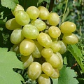 Виноград в Чите