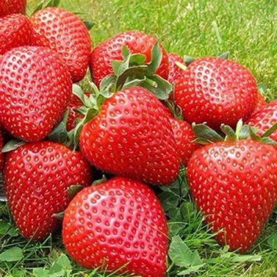 Клубника ЭЛИАНЕ в Чите