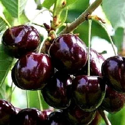 Черешня ДОНЕЦКИЙ УГОЛЁК в Чите