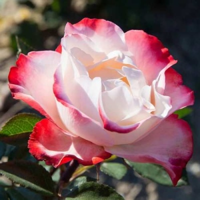 Роза НОСТАЛЬЖИ чайно-гибридная  в Чите