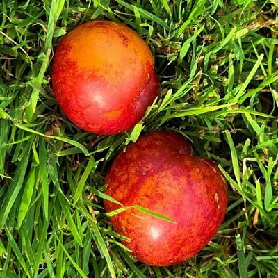 Шарафуга НЕКТАРИННАЯ в Чите