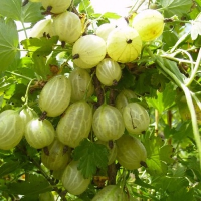 Крыжовник ИНВИКТА в Чите
